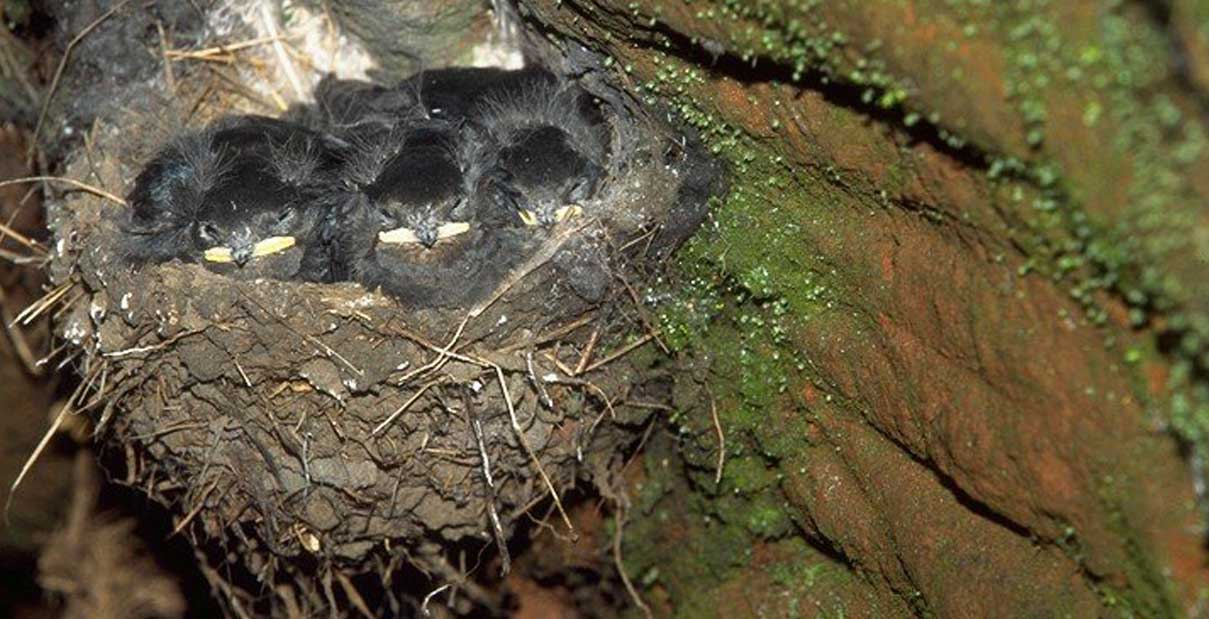 Baby-Swallows