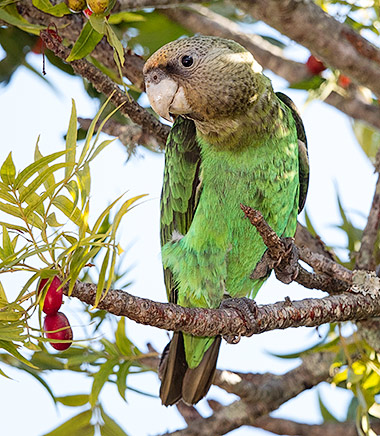 362-Cape-Parrot-K09335_WTarboton